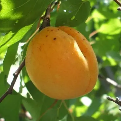 Абрикос ОРЛОВЧАНИН в Кургане
