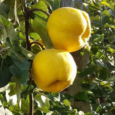 Айва МАРИЯ в Кургане