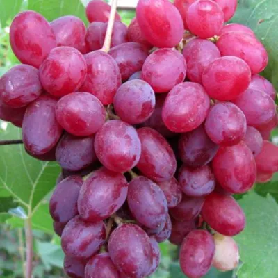 Виноград КИШМИШ ВЕЛЕС в Кургане