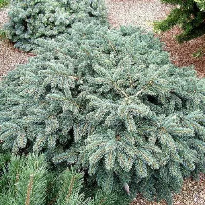 Ель НАНА сизая в Кургане