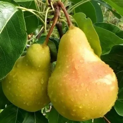 Груша ЛАДА в Кургане