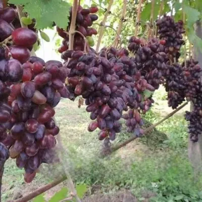 Виноград БАЙКОНУР в Кургане
