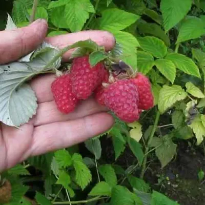 Малина КОРПИКО в Кургане