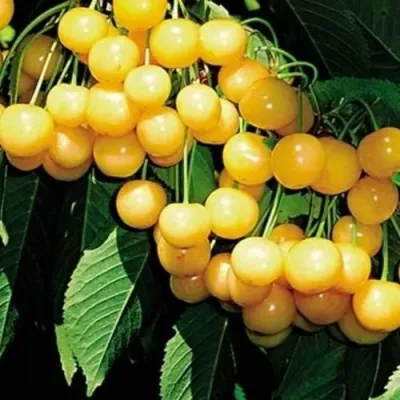 Черешня ДРОГАНА ЖЁЛТАЯ в Кургане