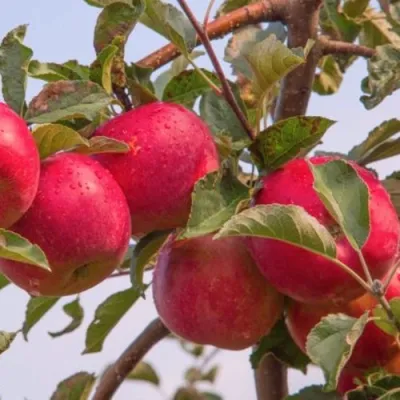 Яблоня РОЖДЕСТВЕНСКОЕ в Кургане