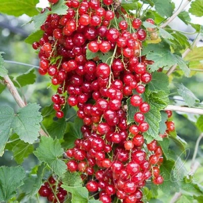 Смородина красная РЕД ЛЕЙК в Кургане