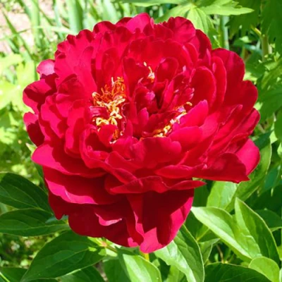 Пион ХРАБРЫЙ ВОИН травянистый в Кургане