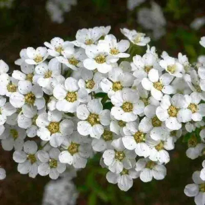 Спирея ГРЕФШЕЙМ в Кургане