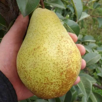 Груша ГЕНЕРАЛ ЛЕКЛЕРК в Кургане