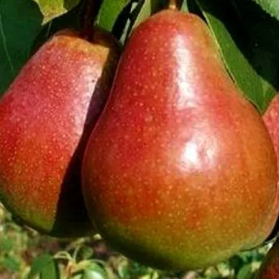 Груша ГЕРА в Кургане