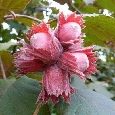 Фундук СКАРЛЕТТ в Кургане