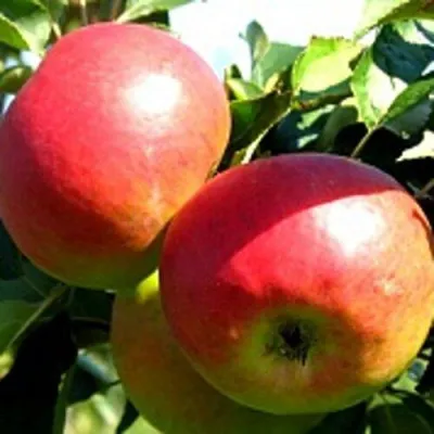 Яблоня СОКОЛОВСКОЕ стелющаяся в Кургане