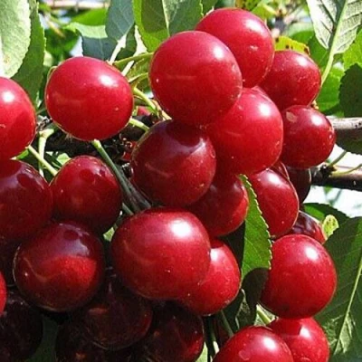 Вишня ГЛУБОКСКАЯ в Кургане