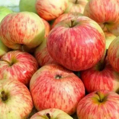 Яблоня РАНЕТКА (КОРОБОВКА) в Кургане