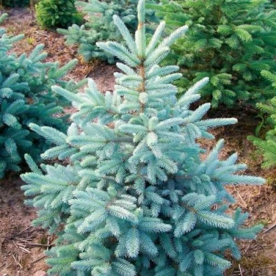 Ель КЕЙБАБ колючая в Кургане