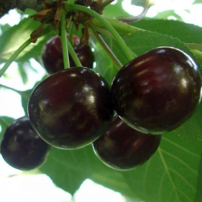 Дюк КСЕНИЯ (ЧЕРЕВИШНЯ) в Кургане