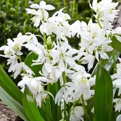 Пролеска ВАЙТ сибирская в Кургане