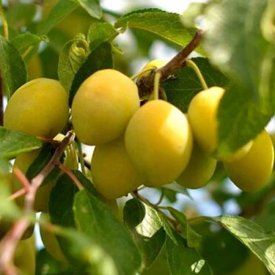 Слива ОЧАКОВСКАЯ ЖЕЛТАЯ в Кургане
