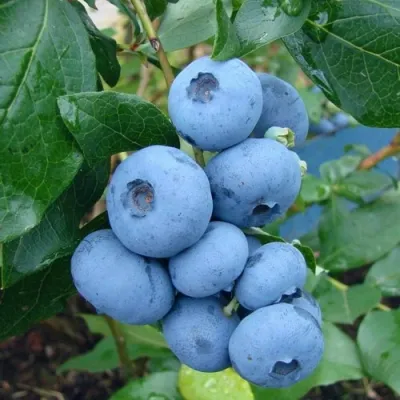 Голубика ТОРО в Кургане