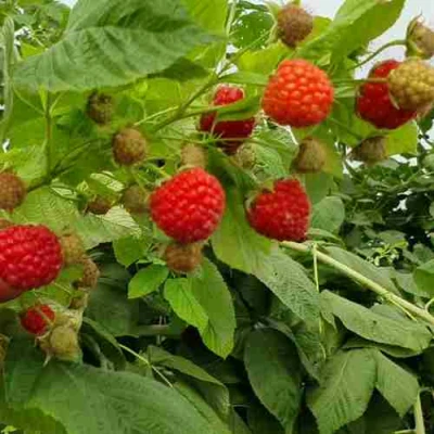 Малина КВЕЛЛИ в Кургане