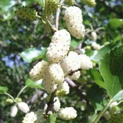 Шелковица БЕЛАЯ МЕДОВАЯ в Кургане
