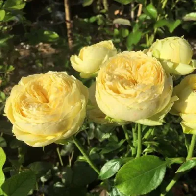 Роза КАТАЛИНА спрей в Кургане