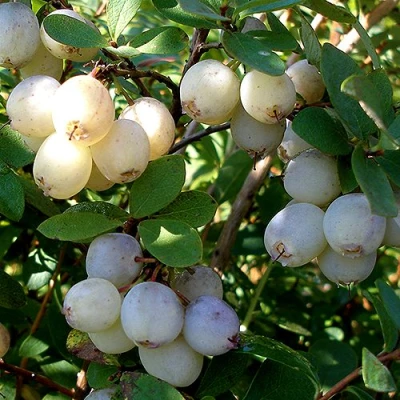 Голубика СНЕГУРОЧКА в Кургане