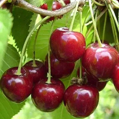 Вишня ХАРИТОНОВСКАЯ в Кургане