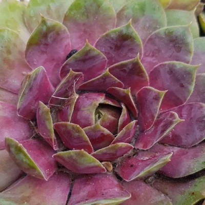 Молодило УФО в Кургане