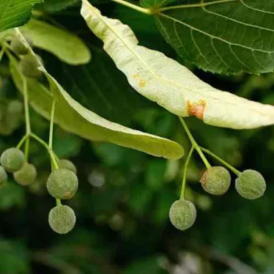 Липа сердцевидная в Кургане