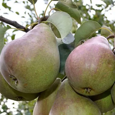 Груша БРЯНСКАЯ КРАСАВИЦА в Кургане