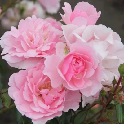 Роза БОНИКА флорибунда в Кургане