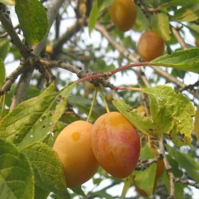 Слива НАТАША в Кургане