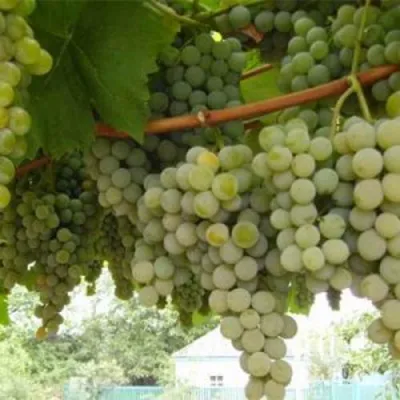 Виноград АНАНАСНЫЙ РАННИЙ в Кургане