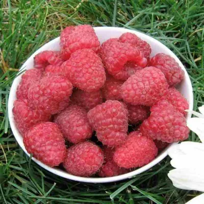 Малина КАРАМЕЛЬНАЯ в Кургане