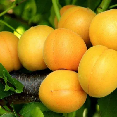 Абрикос ЦАРСКИЙ в Кургане