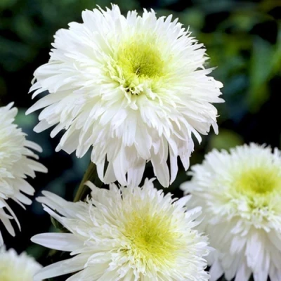 Нивяник ФИОНА ГОГХИЛЛ великолепный в Кургане