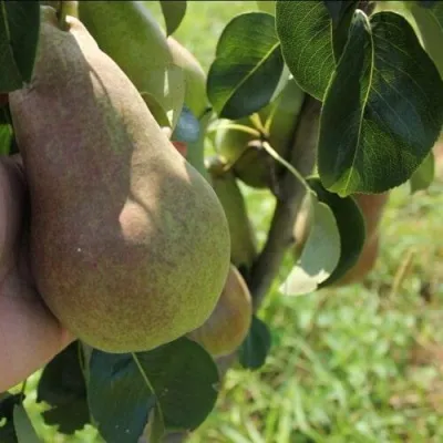 Груша БРЯНСКАЯ КРАСАВИЦА в Кургане
