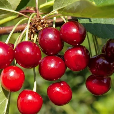 Вишня ЛЮБСКАЯ в Кургане