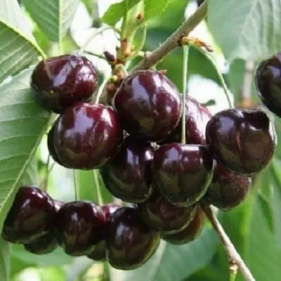 Черешня ЛЕНИНГРАДСКАЯ ЧЁРНАЯ в Кургане