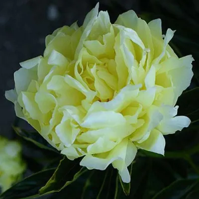 Пион ЗОЛОТАЯ КОЛЕСНИЦА травянистый в Кургане