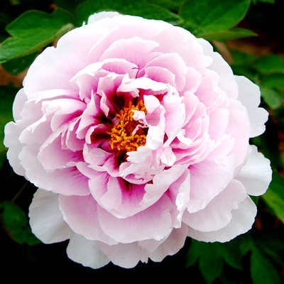 Пион ПЕРСИК ПОД СНЕГОМ древовидный в Кургане