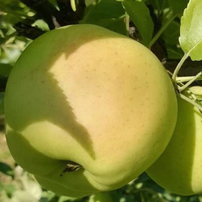 Яблоня КОШТЕЛЯ в Кургане