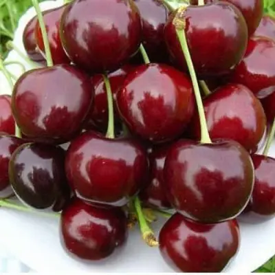 Черешня БУРЛАТ в Кургане