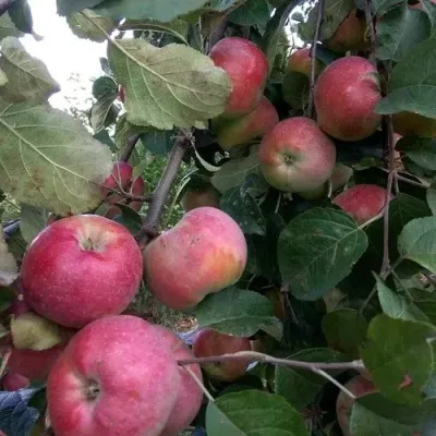 Яблоня АЛЬВА в Кургане