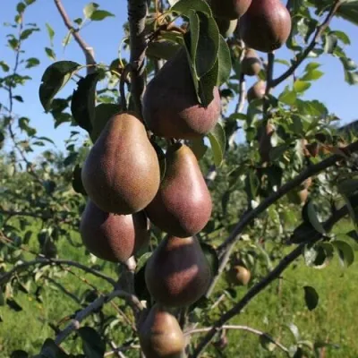 Груша БРЯНСКАЯ КРАСАВИЦА в Кургане
