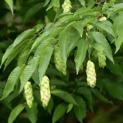 Граб японский в Кургане