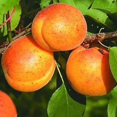 Абрикос СПАДЧЫНА в Кургане