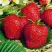 Клубника ВИМА ЗАНТА в Кургане
