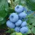 Голубика ТОРО в Кургане
